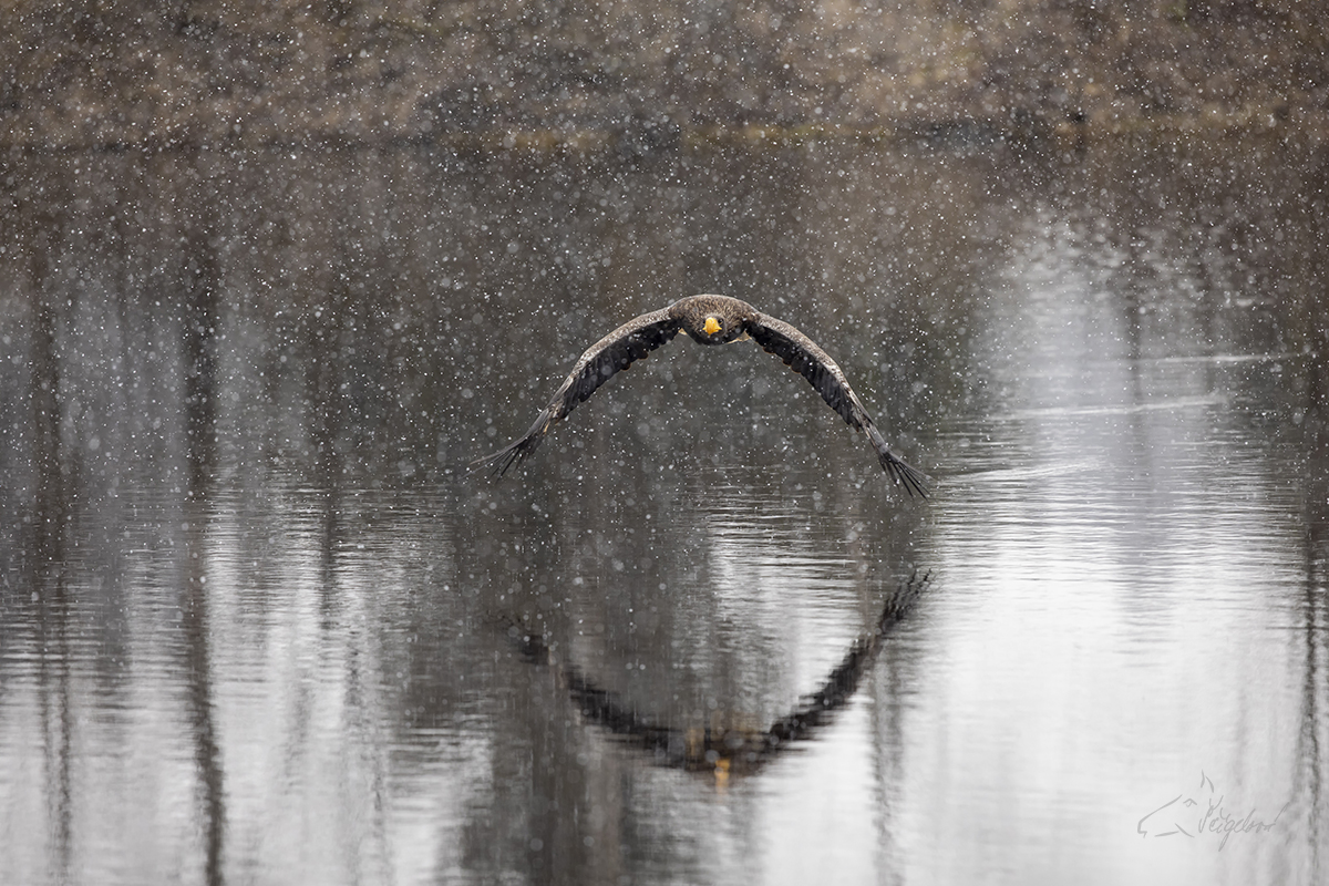 Orel východní - Stellers sea eagle