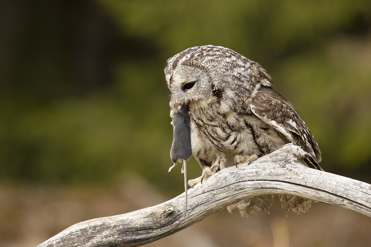 Puštík obecný - Strix aluco - Tawny owl