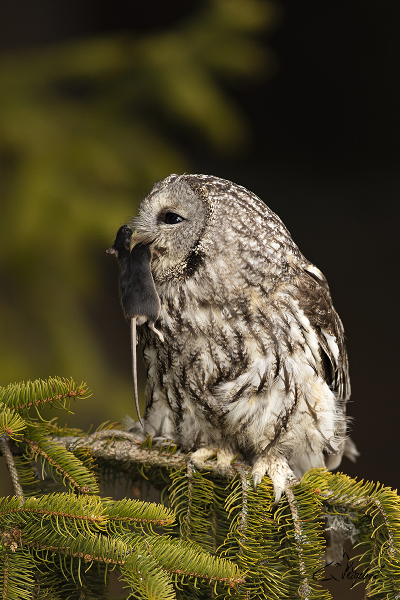 Puštík obecný - Strix aluco - Tawny owl