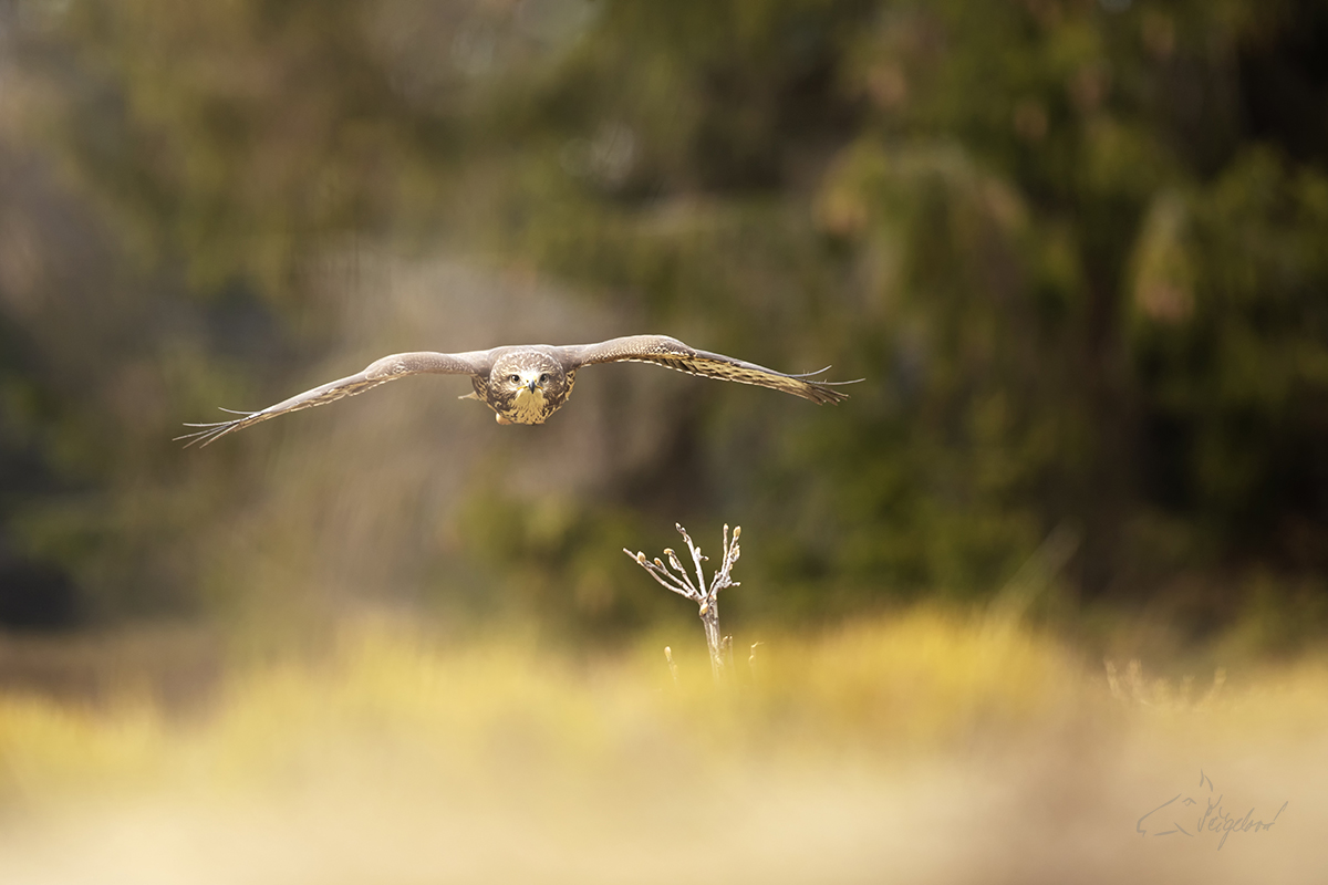 Káně lesní - Buteo buteo - Common buzzard