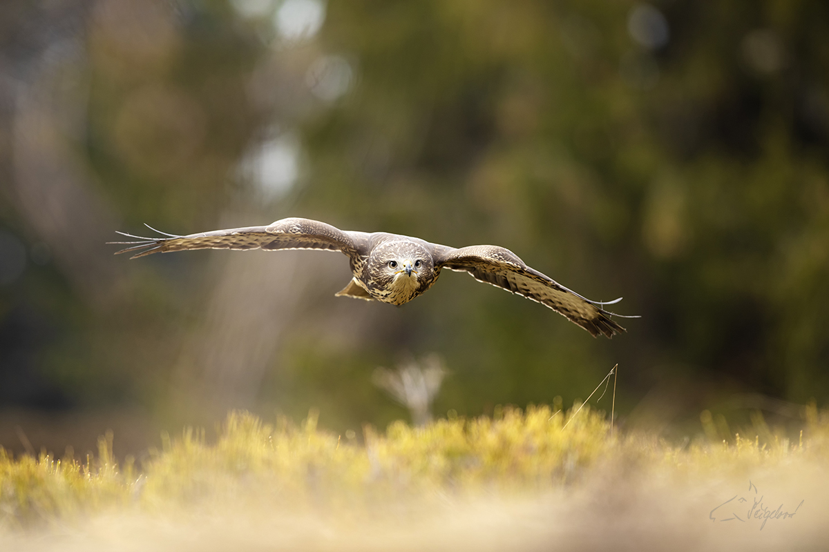 Káně lesní - Buteo buteo - Common buzzard