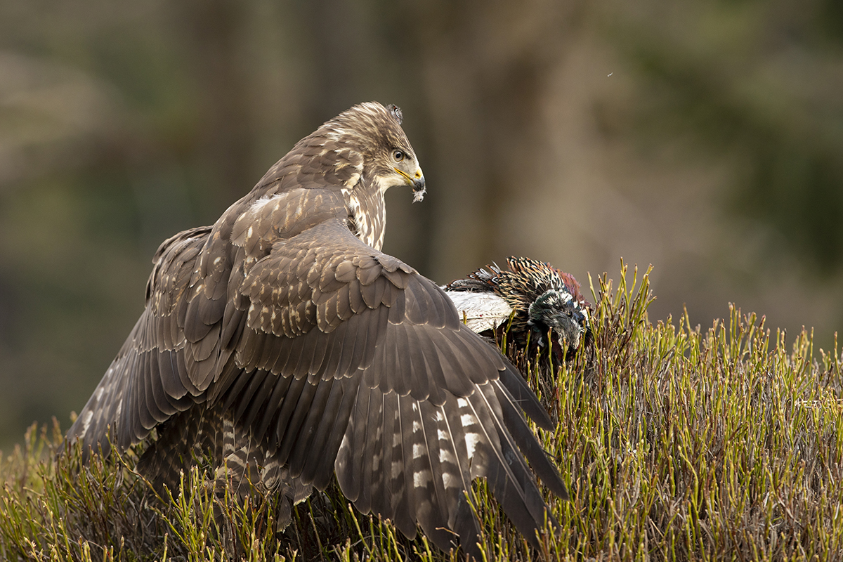 Káně lesní - Buteo buteo - Common buzzard