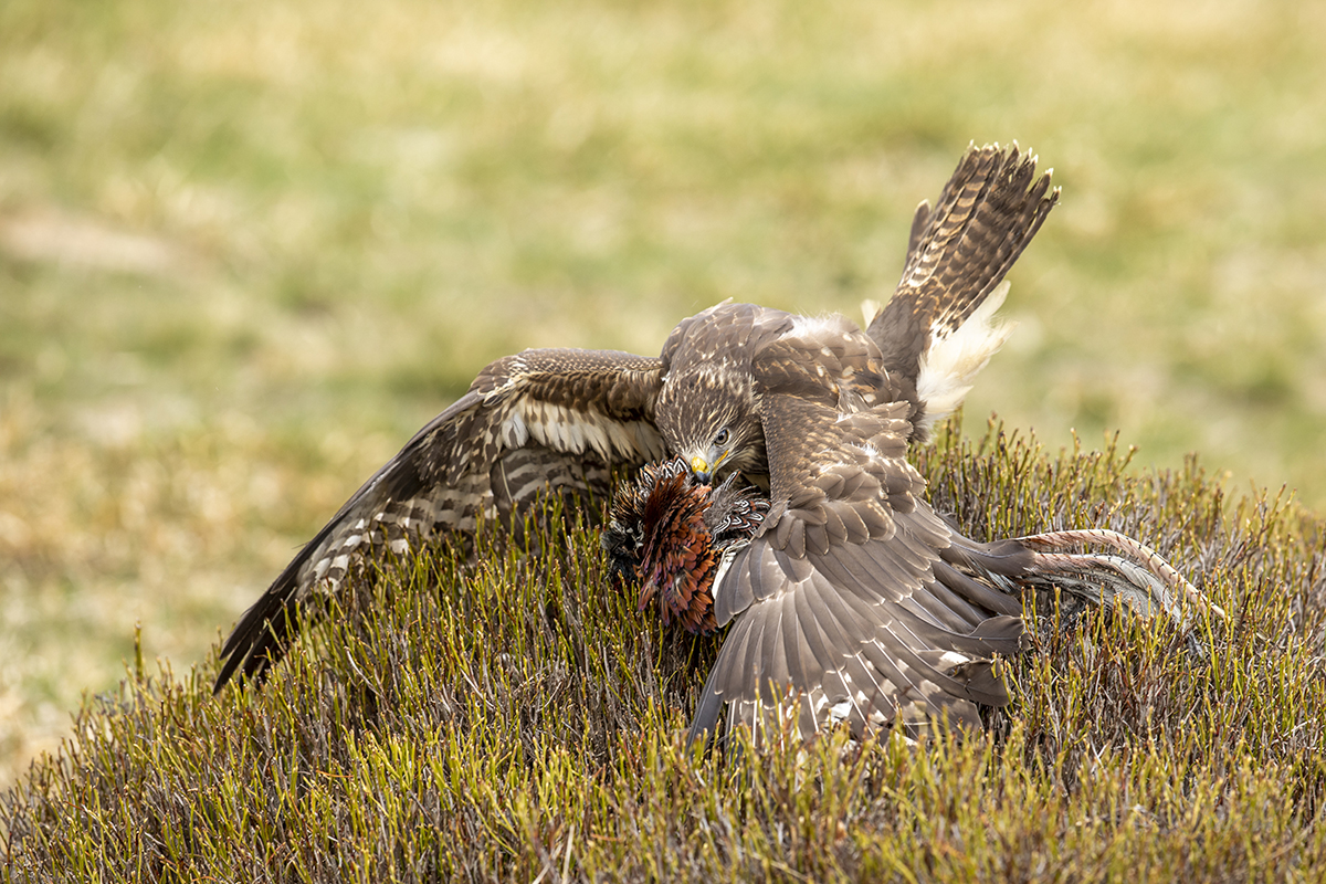 Káně lesní - Buteo buteo - Common buzzard