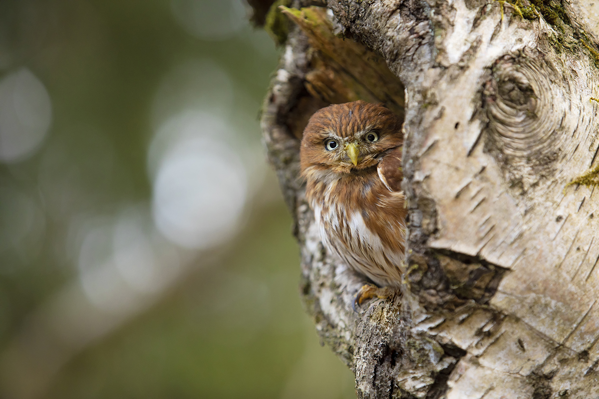 Kulíšek brazilský - Glaucidium brasilianum - Ferruginous pygmy owl