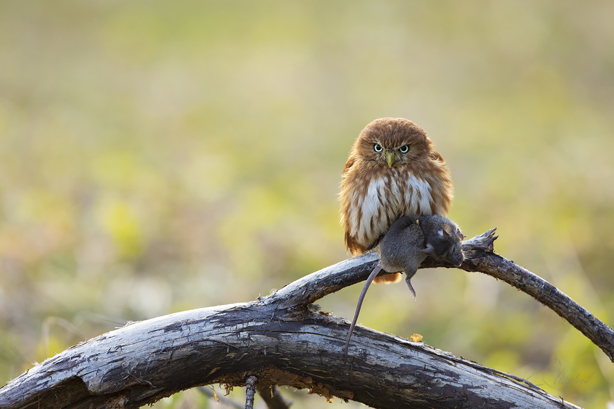 Kulíšek brazilský - Glaucidium brasilianum - Ferruginous pygmy owl