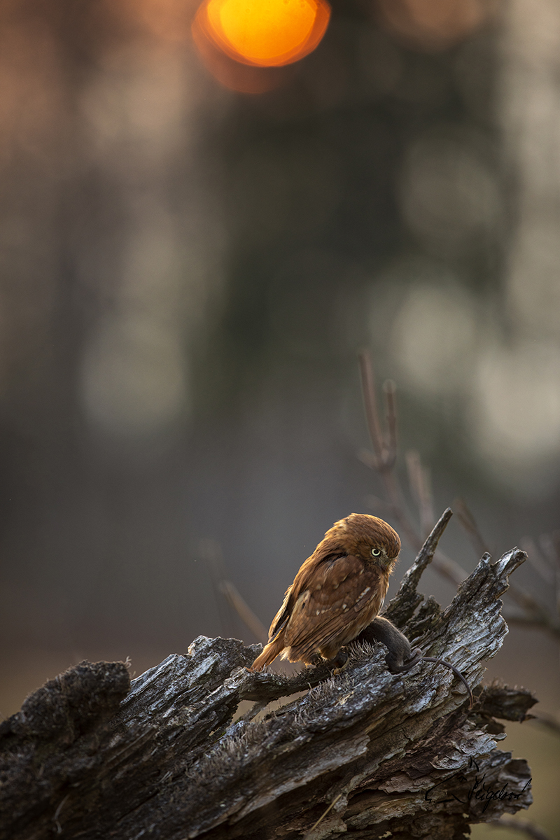 Kulíšek brazilský - Glaucidium brasilianum - Ferruginous pygmy owl