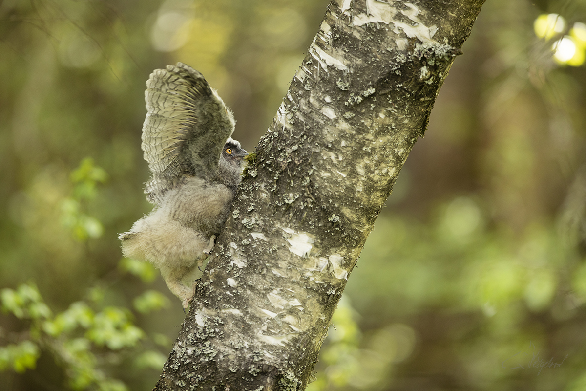 Mládě Kalouse ušatého (Asio otus) - Young long-eared owl