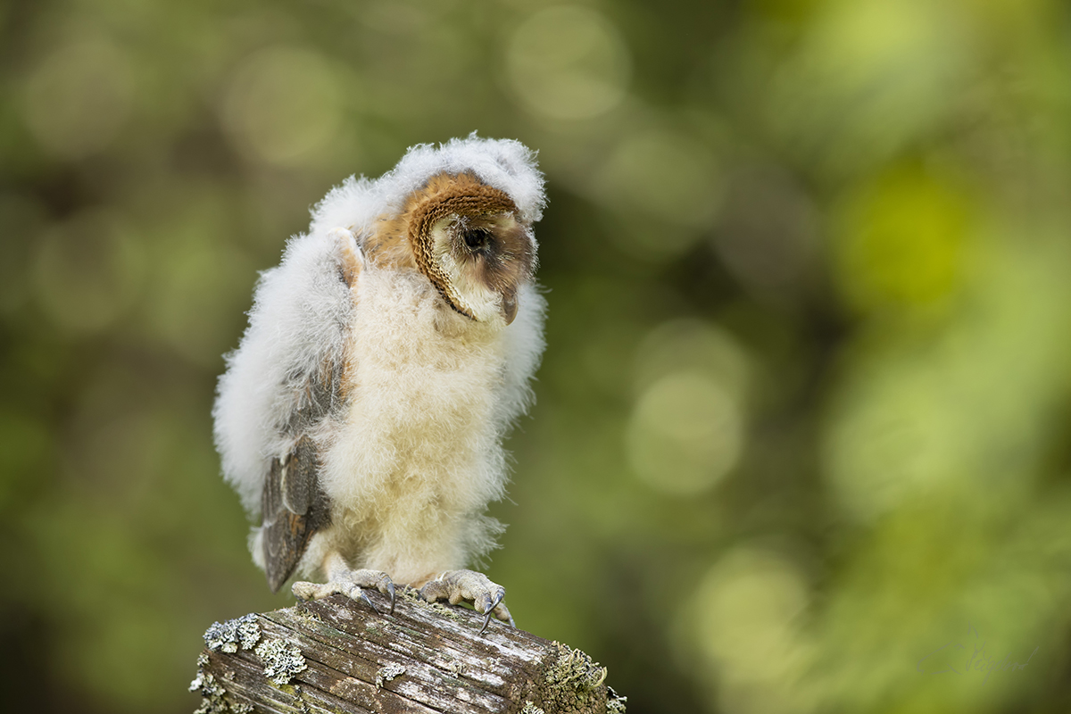 Mládě sovy pálené (Tyto alba) - Young barn owl