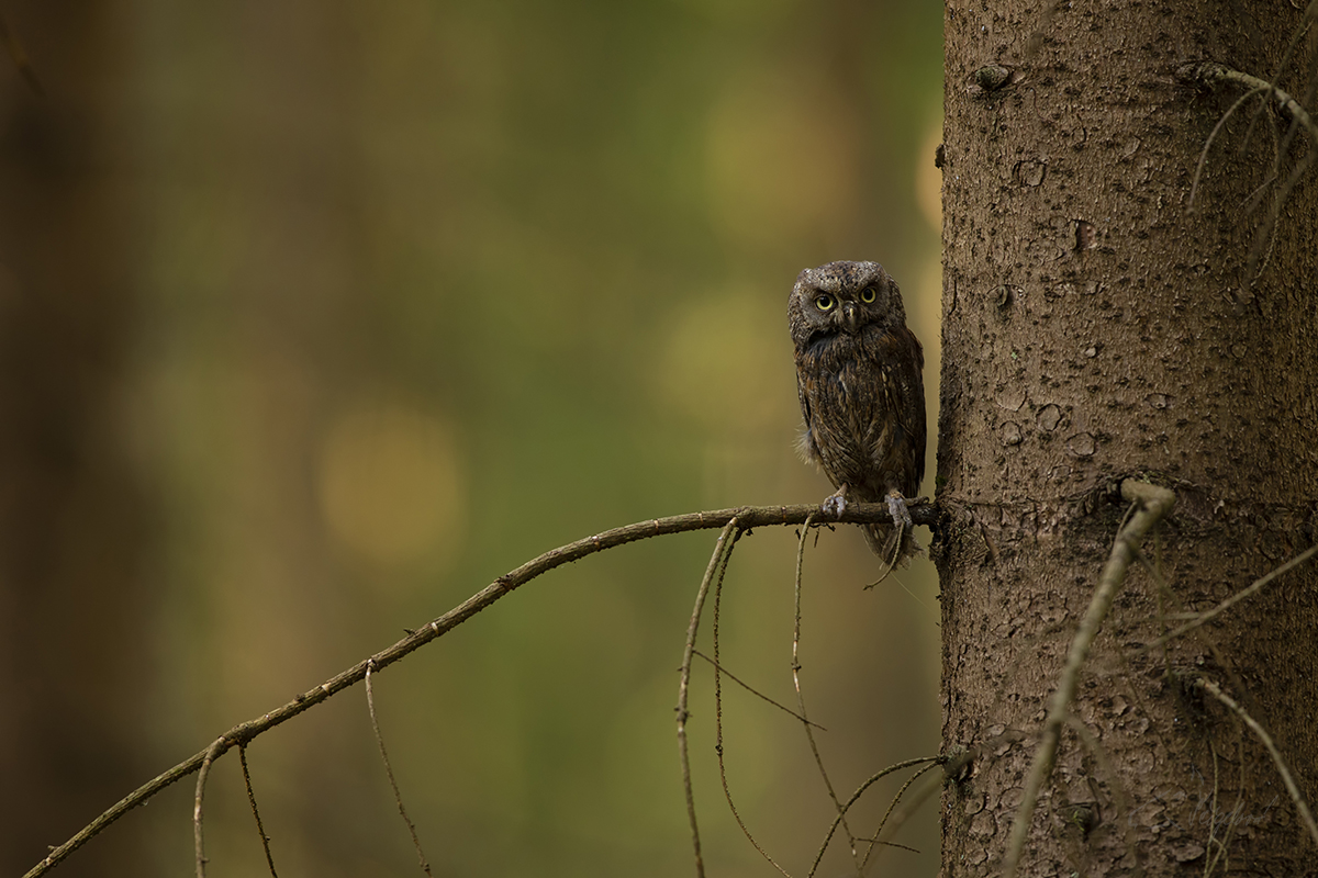 Výreček malý (Otus scops) - Eurasian scops owl