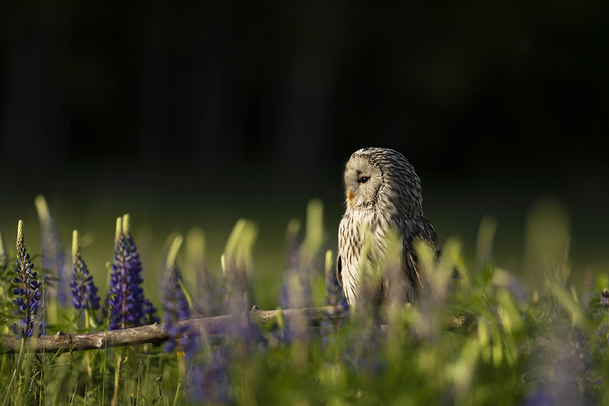 Puštík bělavý (Strix uralensis) - Ural owl