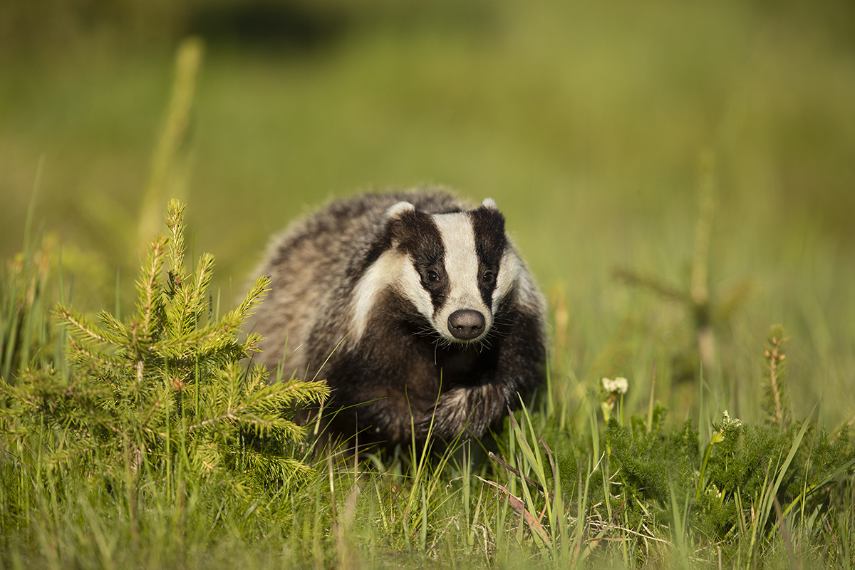 Jezevec lesní (Meles meles) - Badger