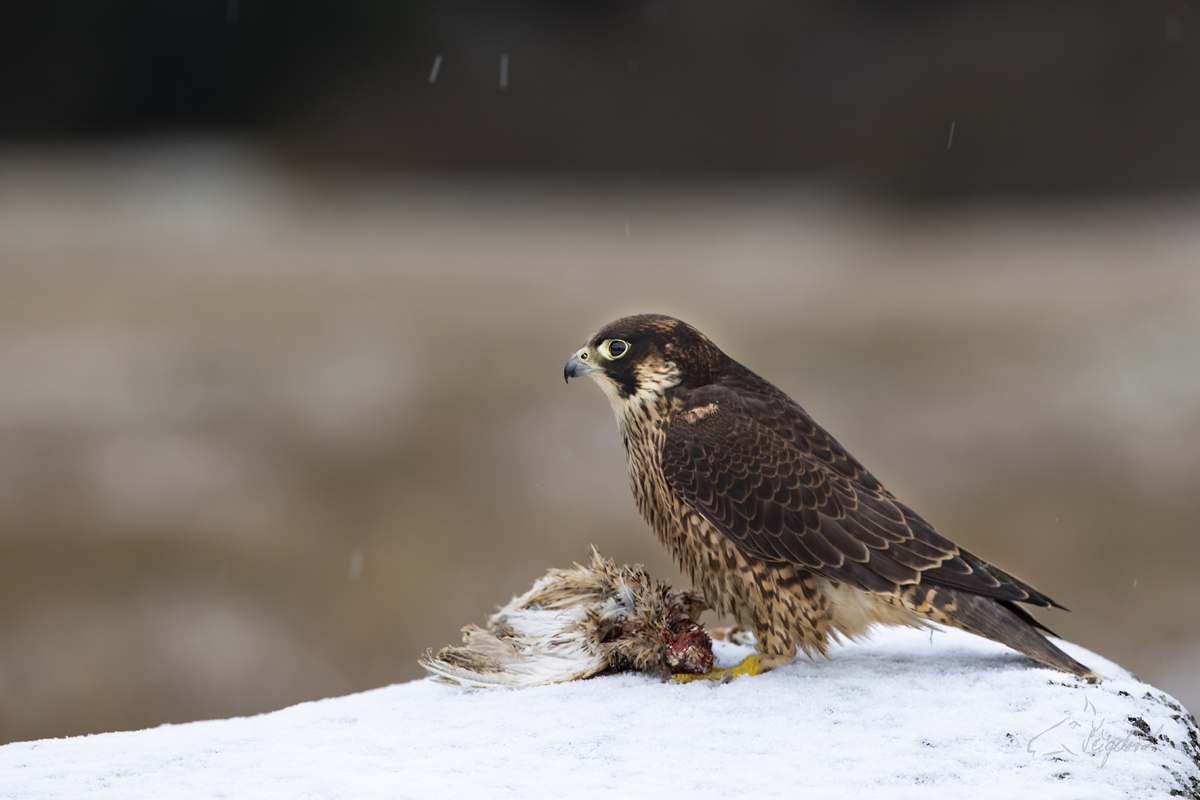 Sokol Stěhovavý - Peregrine falcon - Falco peregrinus