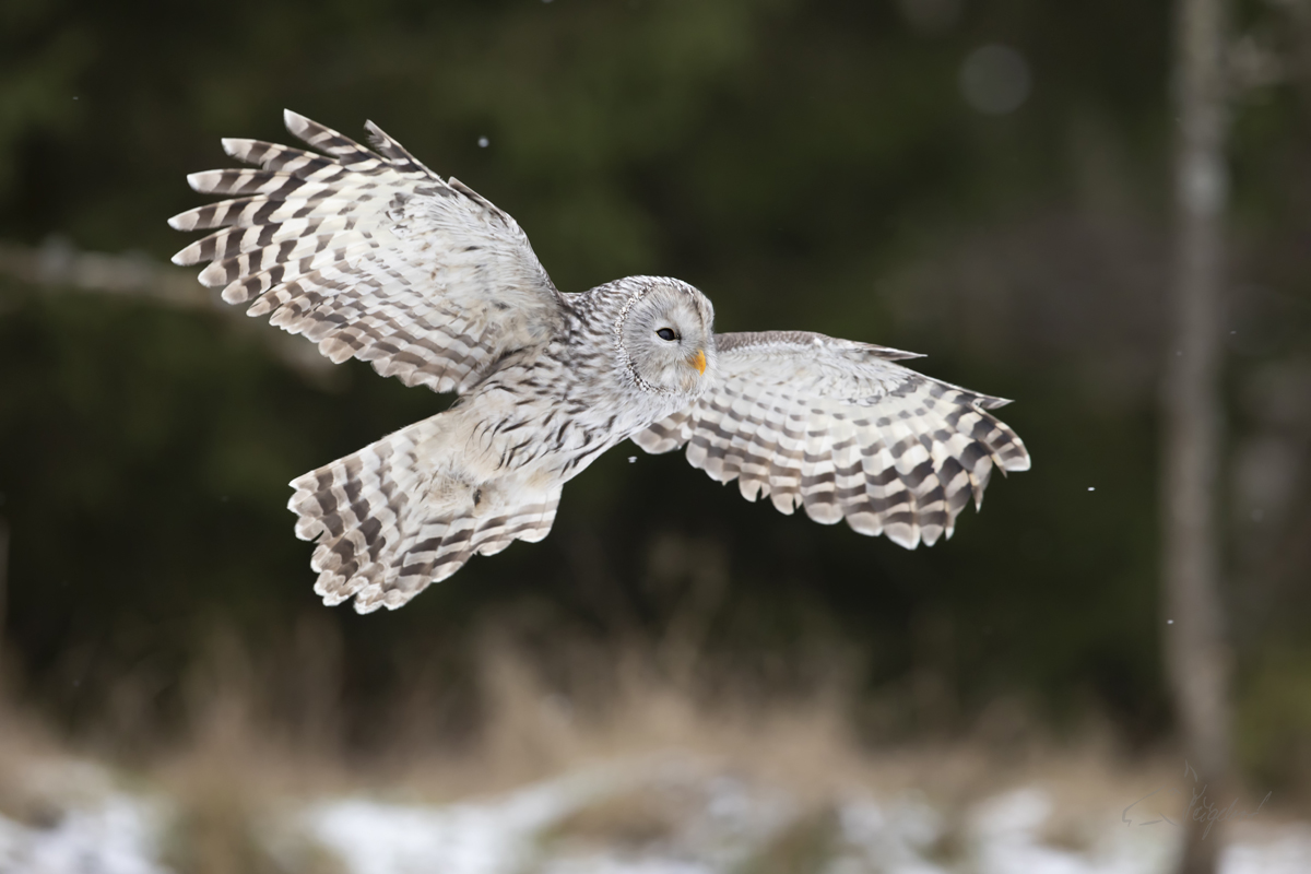 Puštík Bělavý - Ural owl - Strix uralensis