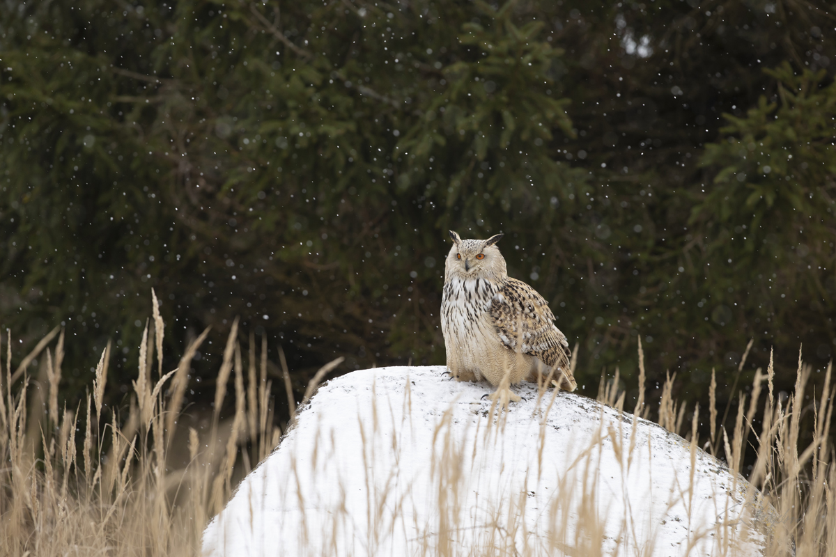 Výr velký sibiřský - Siberian eagle-owl - Bubo bubo sibiricus