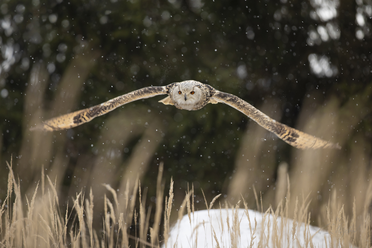 Výr velký sibiřský - Siberian eagle-owl - Bubo bubo sibiricus