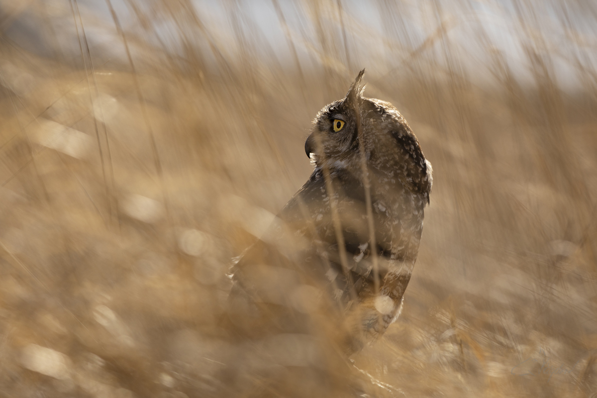 Výr virginský - Great horned owl (Bubo virgianus)