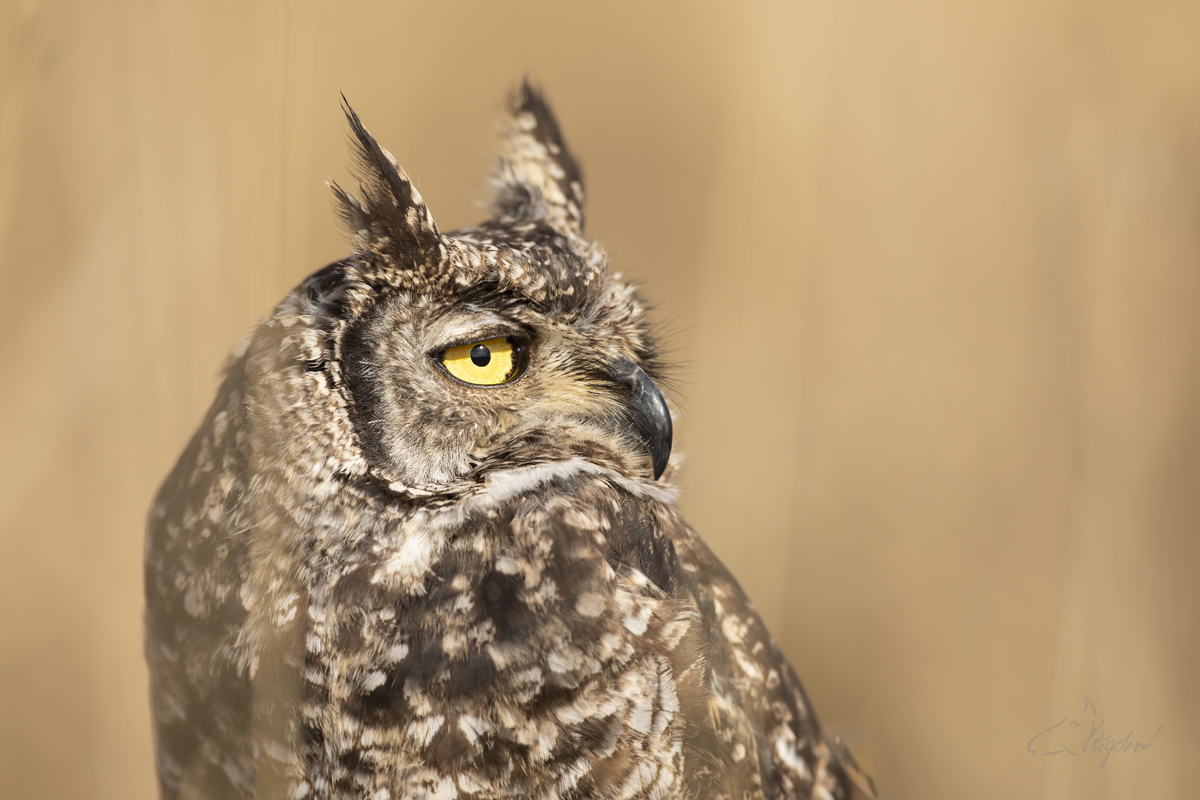 Výr virginský - Great horned owl (Bubo virgianus)