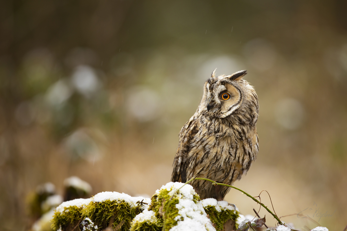 Kalous ušatý - Asio otus - Long-eared owl