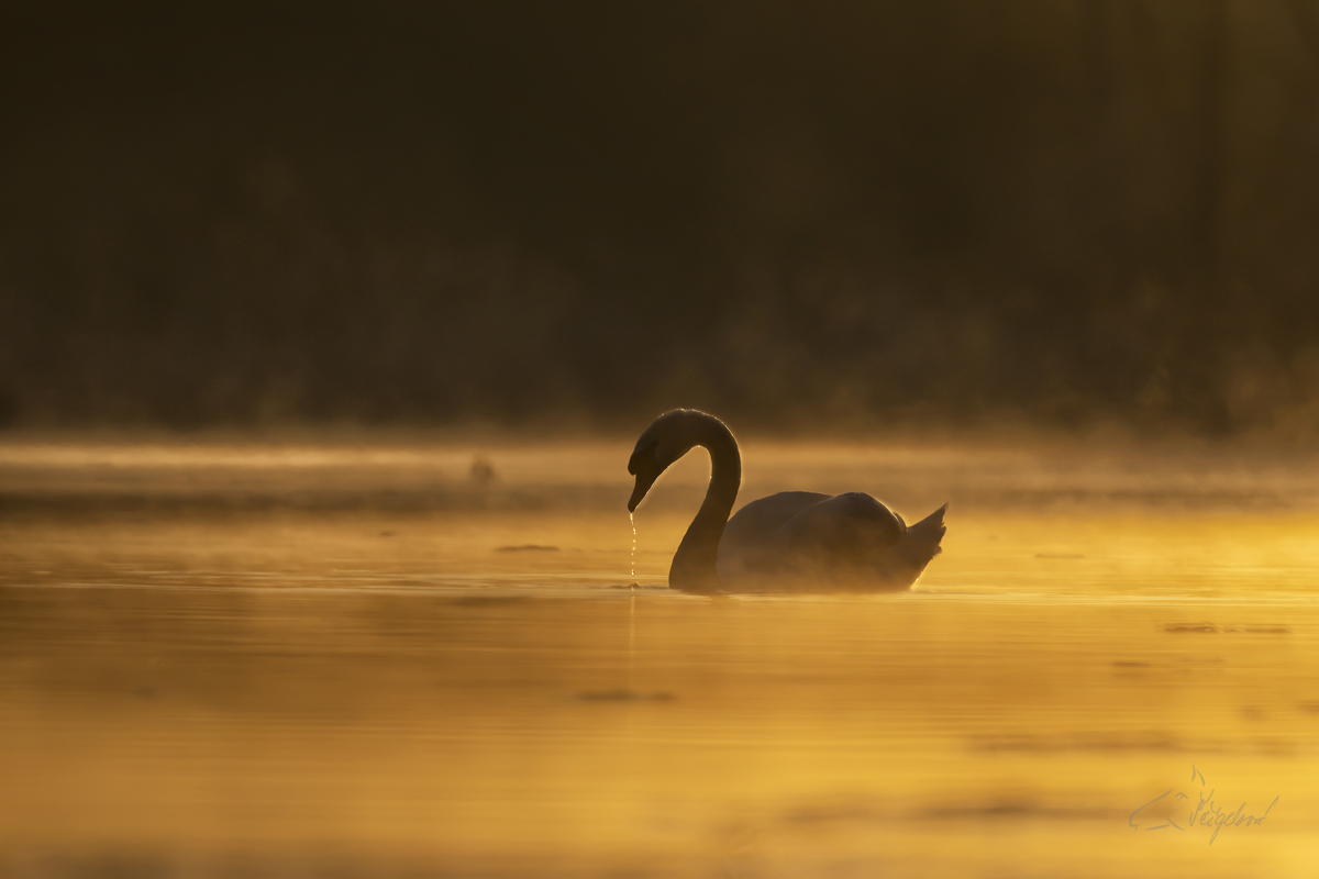 Labuť velká (Cygnus olor) - Mute swan