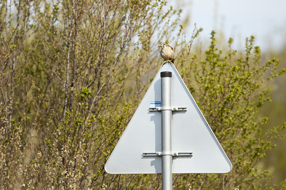 Poštolka - Kestrel