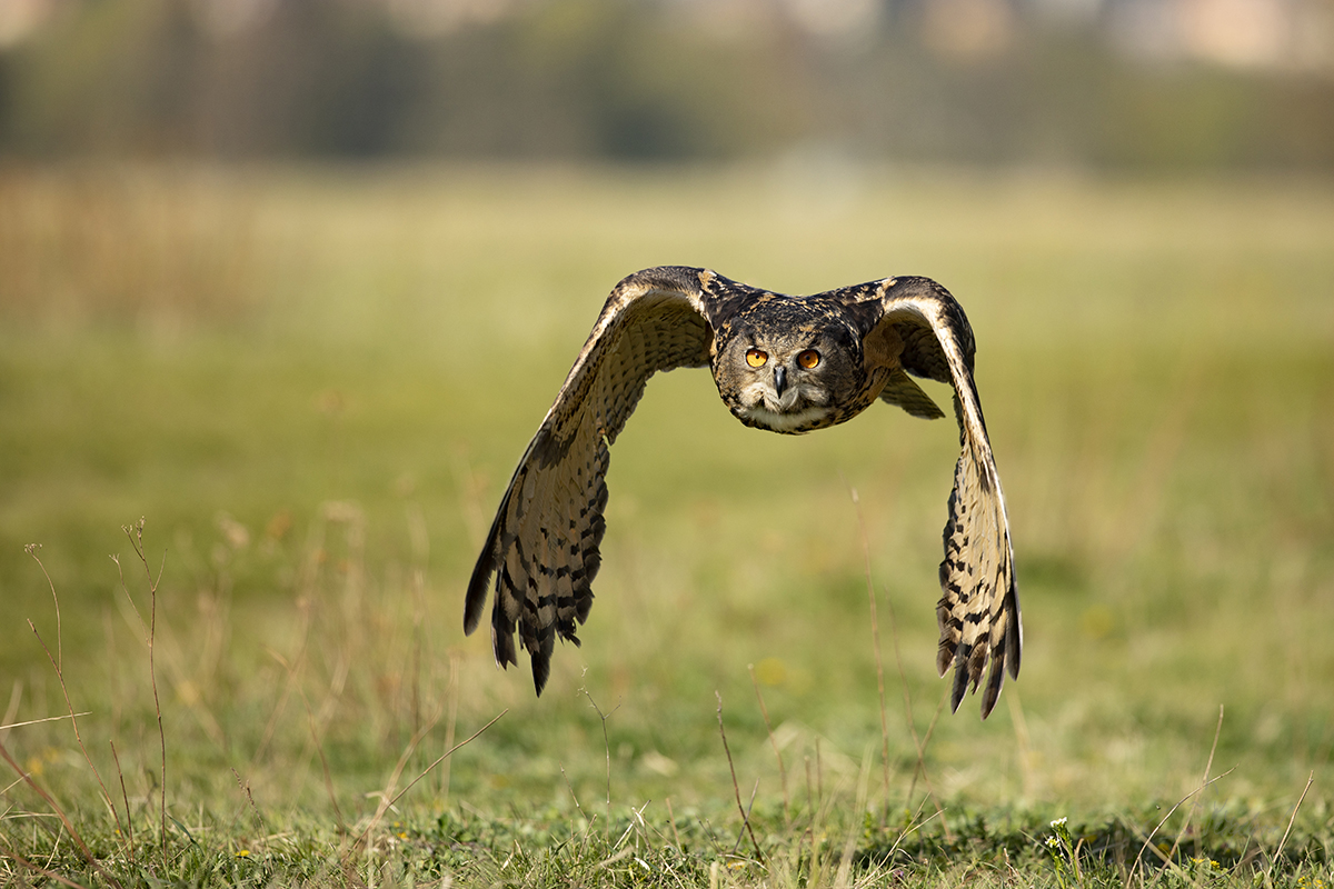 Výr velký - Bubo bubo - Eurasian eagle-owl