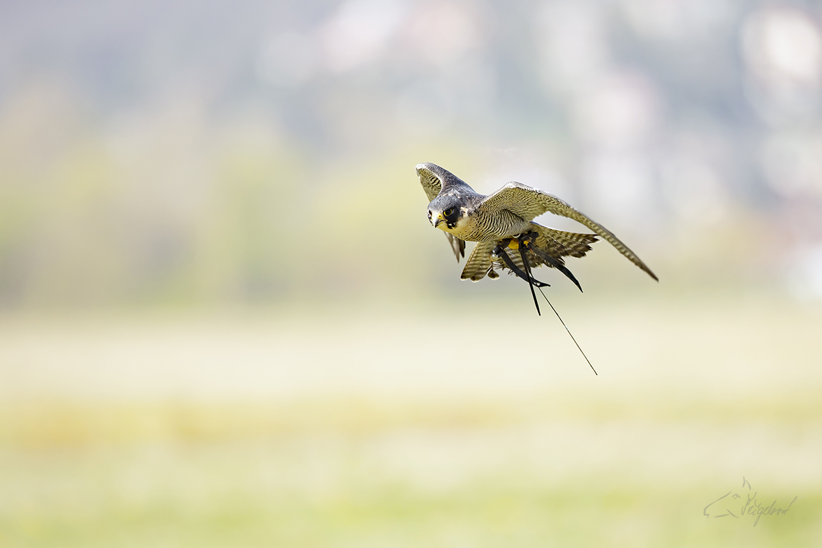 Sokol stěhovavý (Falco peregrinus) - Peregrine falcon