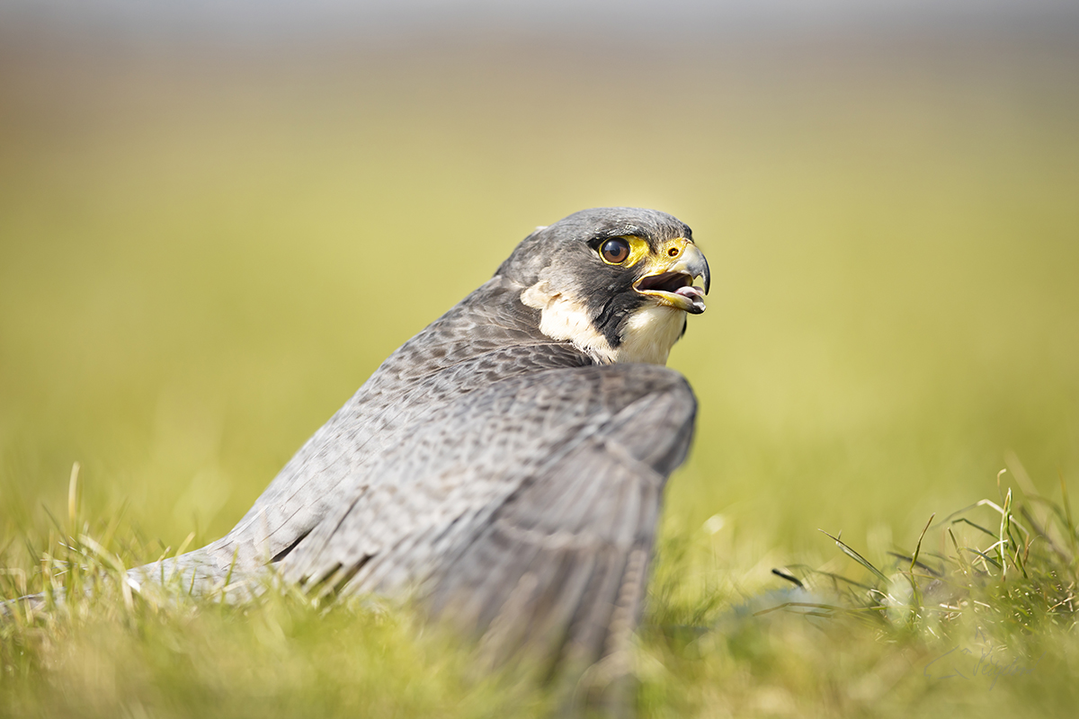 Sokol stěhovavý (Falco peregrinus) - Peregrine falcon