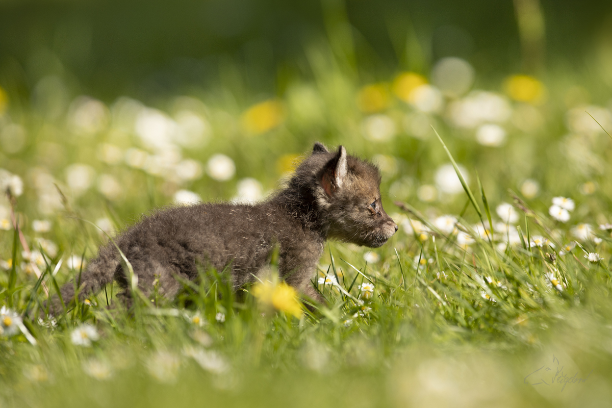 Liška obecná - Vulpes vulpes - Red fox