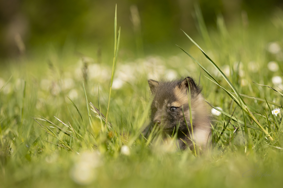 Liška obecná - Vulpes vulpes - Red fox