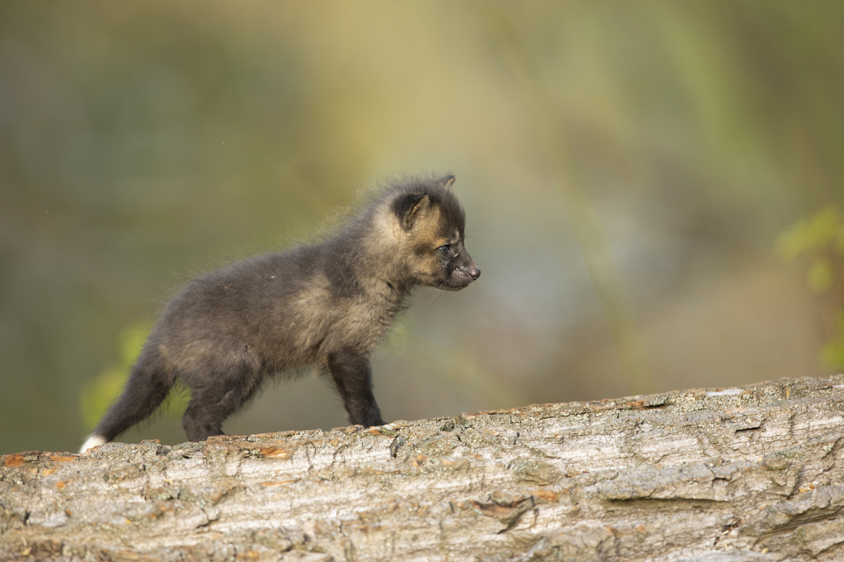 Liška obecná - Vulpes vulpes - Red fox