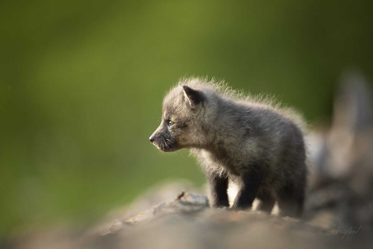 Liška obecná - Vulpes vulpes - Red fox