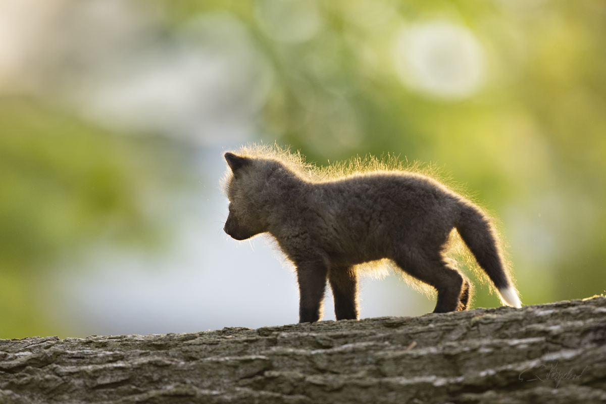 Liška obecná - Vulpes vulpes - Red fox