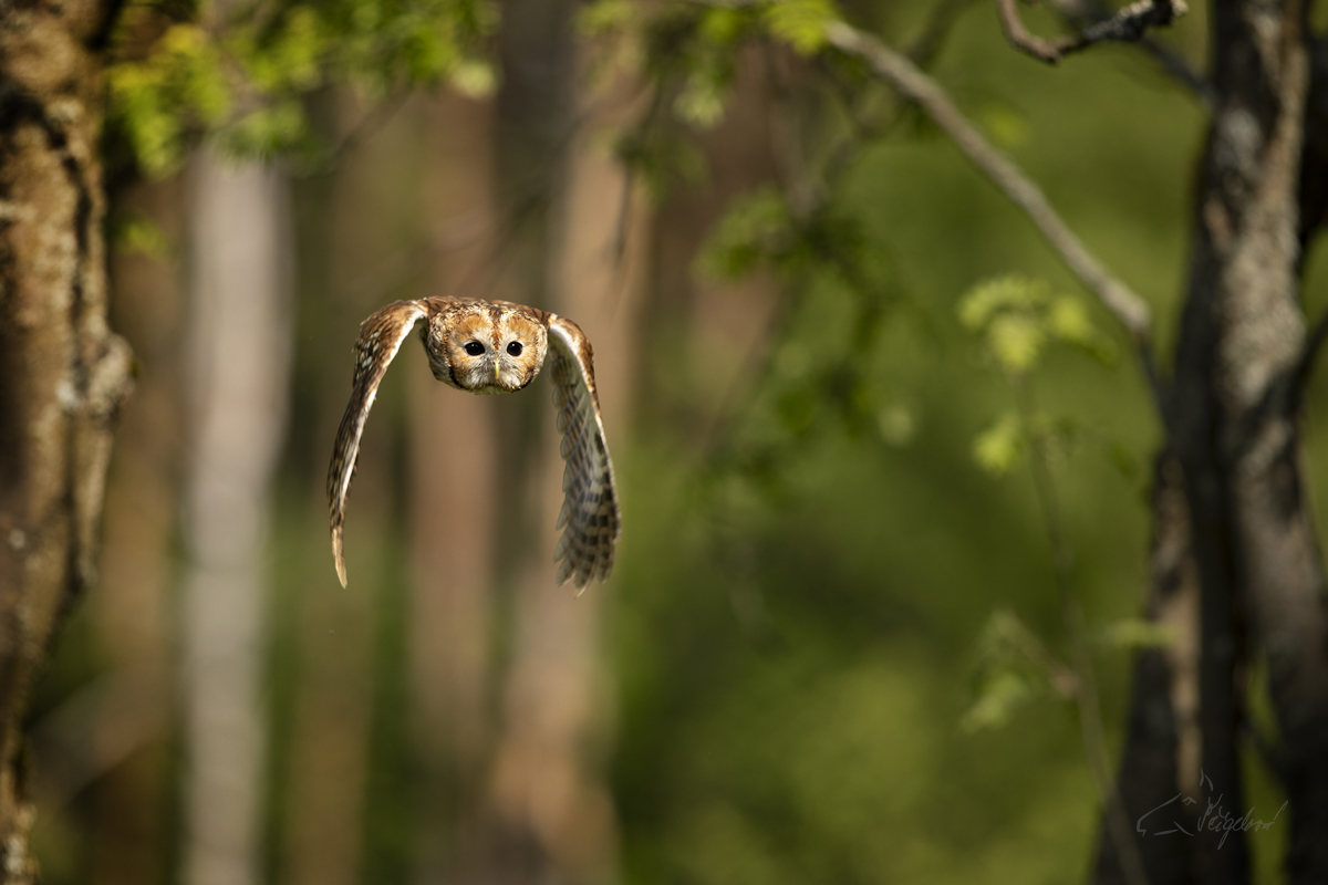 Puštík obecný - Strix aluco - Tawny owl