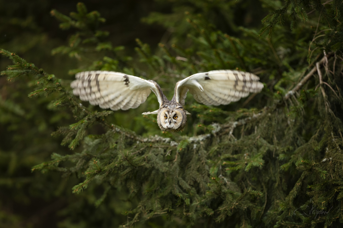 Kalous ušatý - Asio otus - Long-eared owl