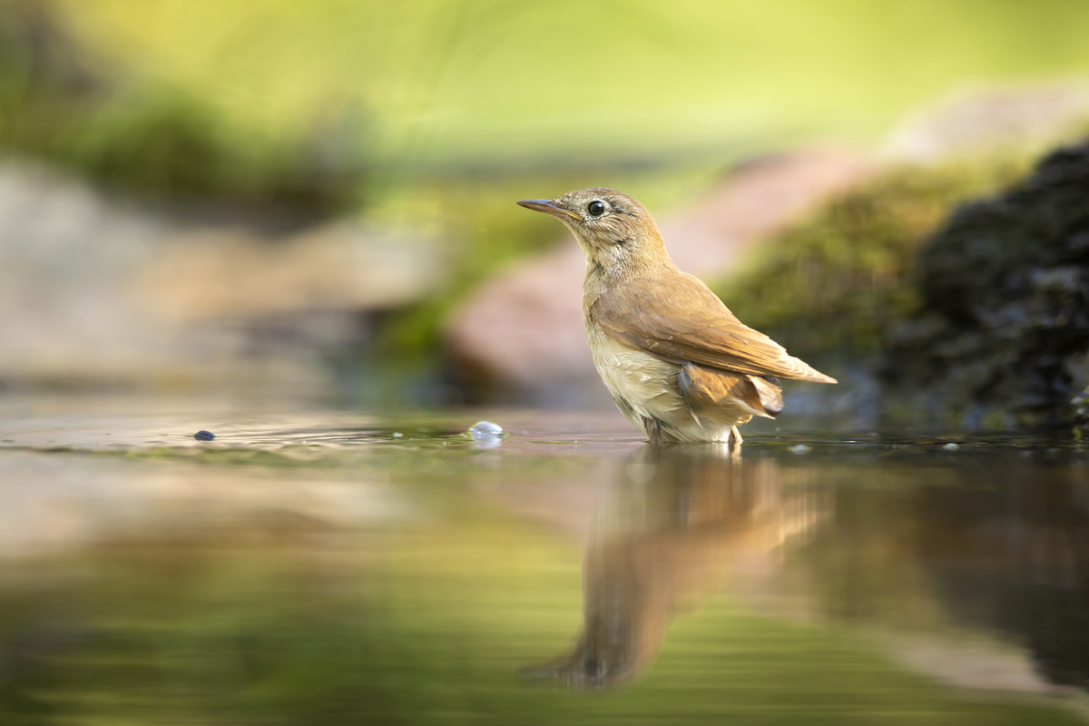 Slavík obecný (Luscinia megarhynchos) - Common nightingale