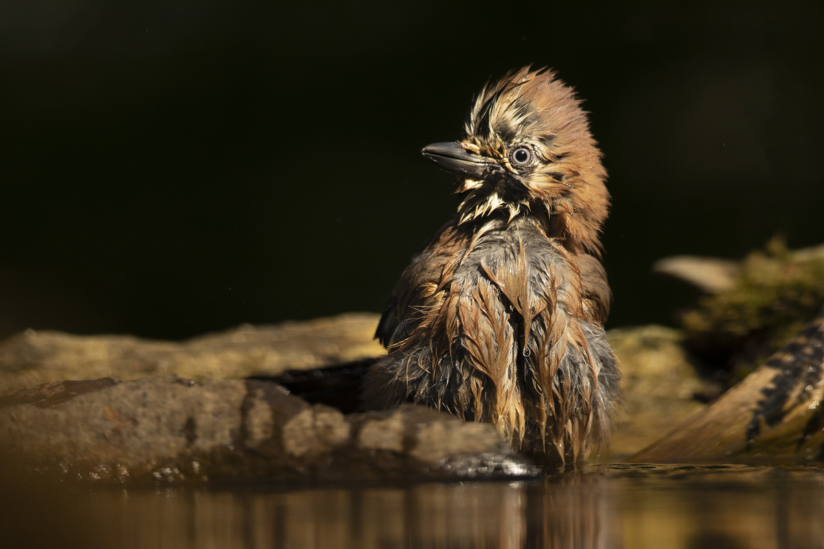 Sojka obecná (Garrulus glandarius) - Eurasuan jay