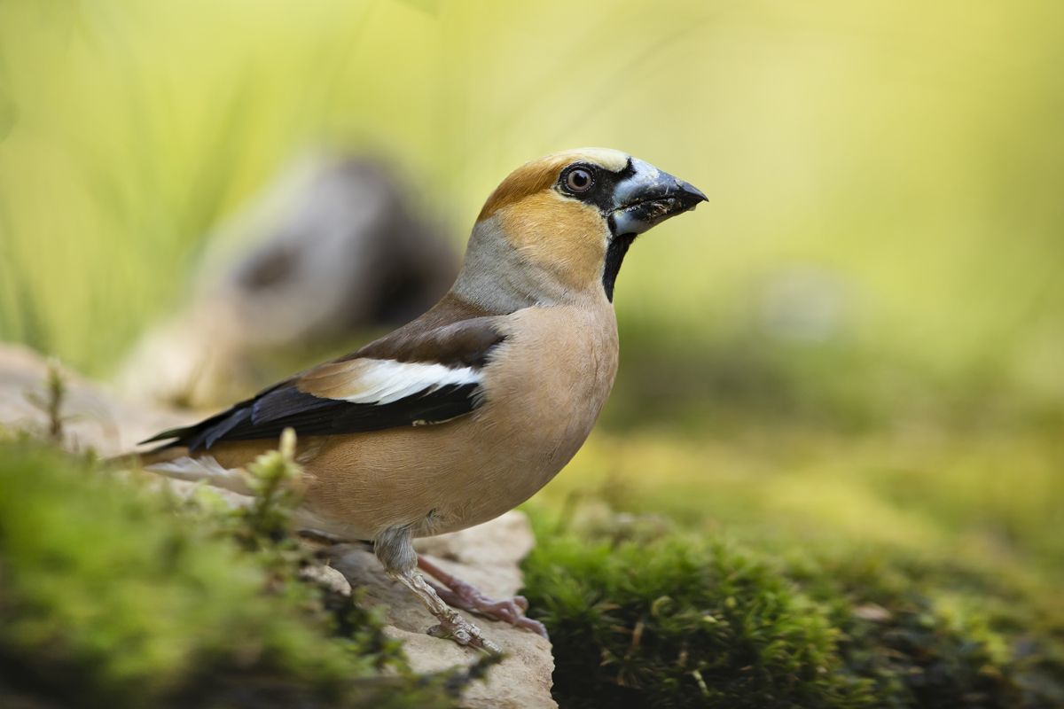 Dlask tlustozobý (Coccothraustes coccothraustes) - Hawfinch