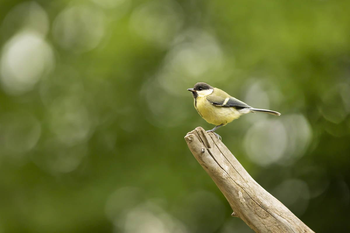 Sýkora koňadra (Parus major) - Great tit