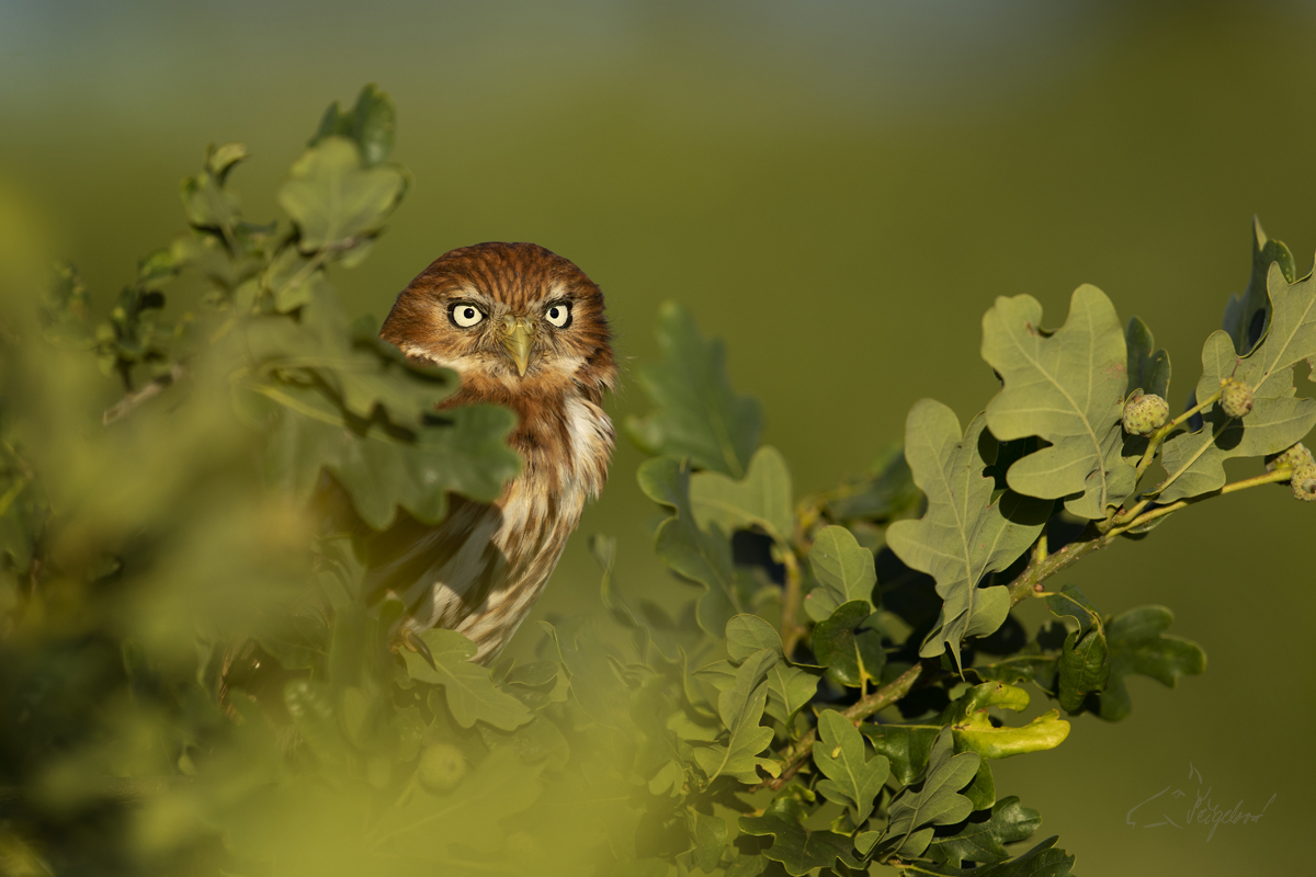 Kulíšek brazilský - Glaucidium brasilianum - Pygmy owl