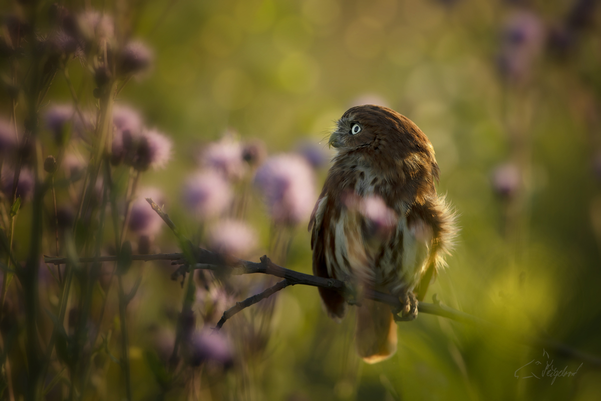 Kulíšek brazilský - Glaucidium brasilianum - Pygmy owl