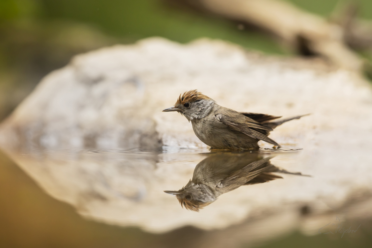 Pěnice černohlavá (Sylvia atricapilla) Eurasian blackcap