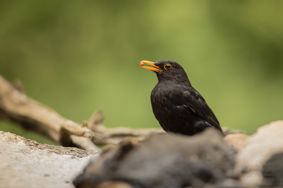 Kos černý (Turdus merula) Common blackbird