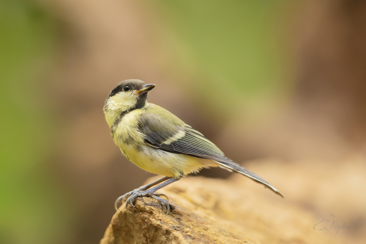 Sýkora koňadra (Parus major) Great tit