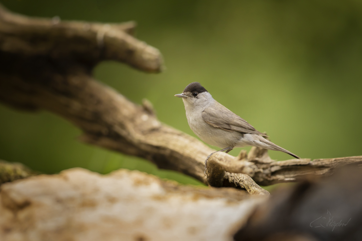 Pěnice černohlavá (Sylvia atricapilla) Eurasian blackcap