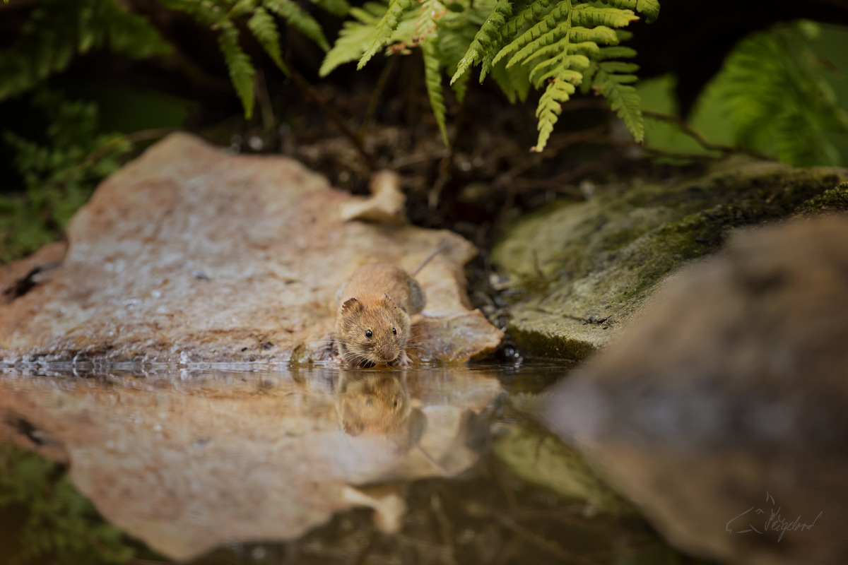 Norník rudý (Myodes glareolus) Bank vole