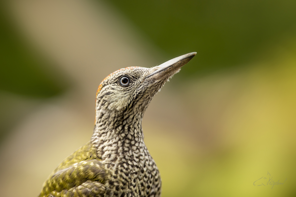 Žluna zelená (Picus viridis) European green woodpecker