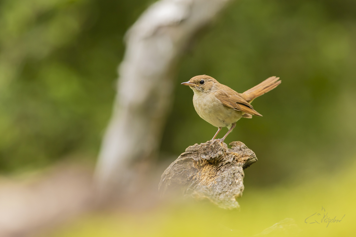 Budníček menší (Phylloscopus collybita)  Common chiffchaff
