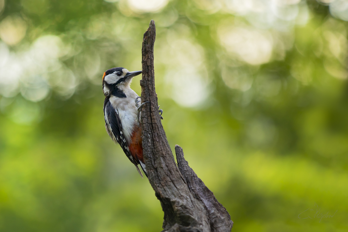 Strakapoud velký (Dendrocopos major) Great spotted woodpecker
