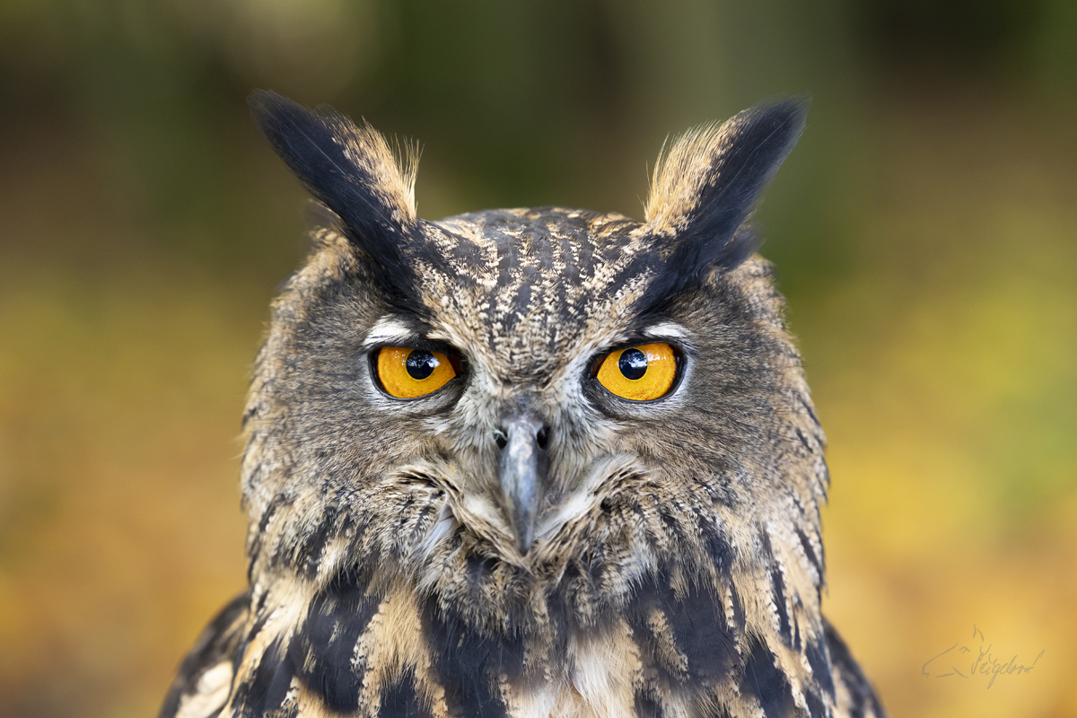 Výr velký (Bubo bubo) - Common eagle owl