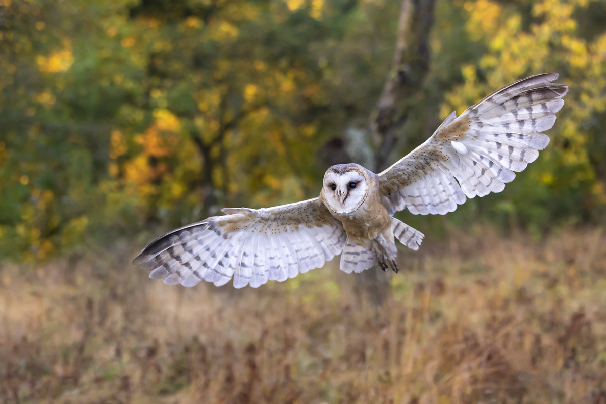 Sova pálená (Tyto alba) - Barn owl